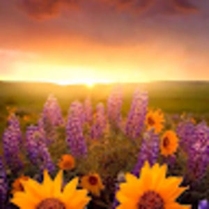 Meet your Posher, Ariel